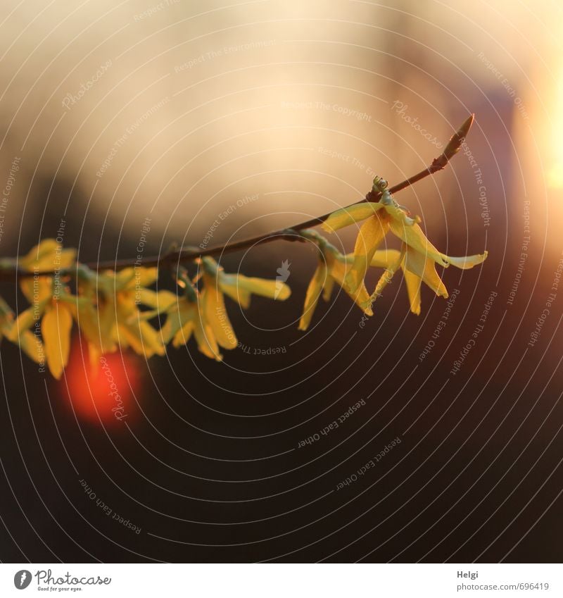 Frühlingsabend... Umwelt Natur Pflanze Schönes Wetter Sträucher Blüte Zweig Forsythienblüte Garten Blühend hängen leuchten Wachstum ästhetisch außergewöhnlich