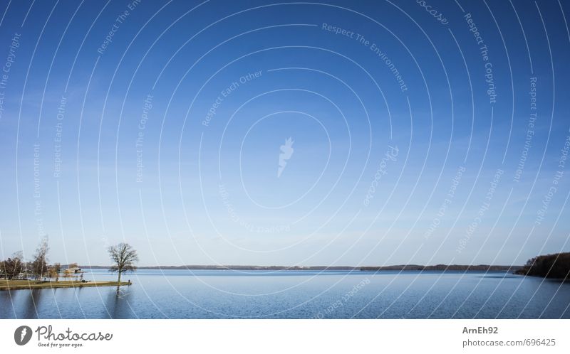 Schweriner See Umwelt Natur Baum einfach groß kalt schön blau Einsamkeit Idylle nachhaltig Farbfoto Außenaufnahme Menschenleer Textfreiraum oben Tag Sonnenlicht