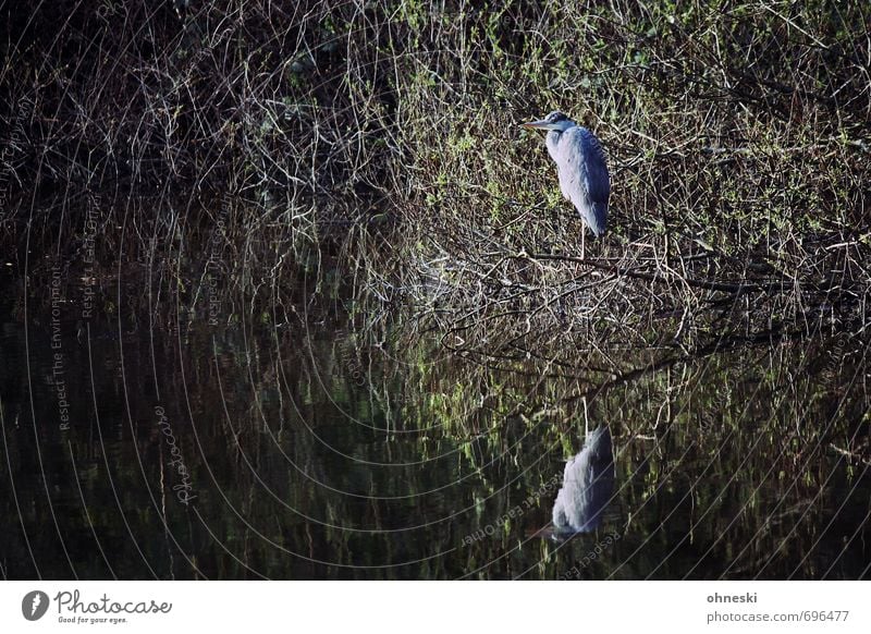 Abwarten Sträucher Seeufer Tier Wildtier Vogel Reiher Graureiher 1 Blick stehen Natur ruhig Farbfoto Gedeckte Farben Außenaufnahme Textfreiraum links