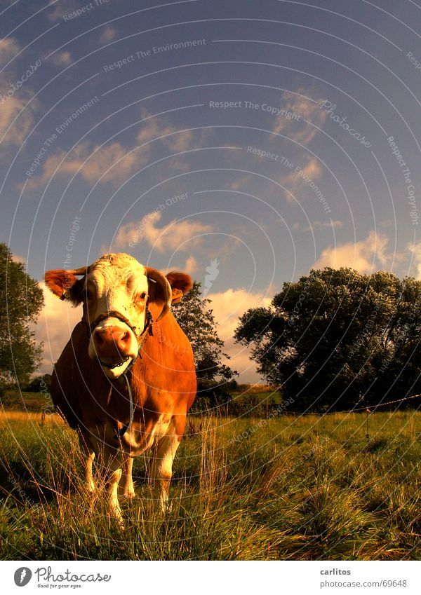 Bunte Kuh mit verdrehten Hörnern Steak Rind Blick Milchquote Würstchen Schlachthof Tier Landwirtschaft Weide Gras Bauernhof Herde Fressen Landschaft ländlich