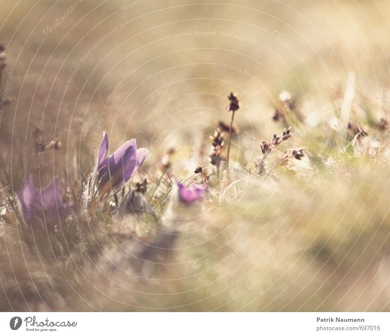 Kuhschelle (Pulsatilla vulgaris) Umwelt Natur Landschaft Pflanze Sonnenlicht Frühling Schönes Wetter Gras Blüte Wildpflanze exotisch Wiese Blühend entdecken