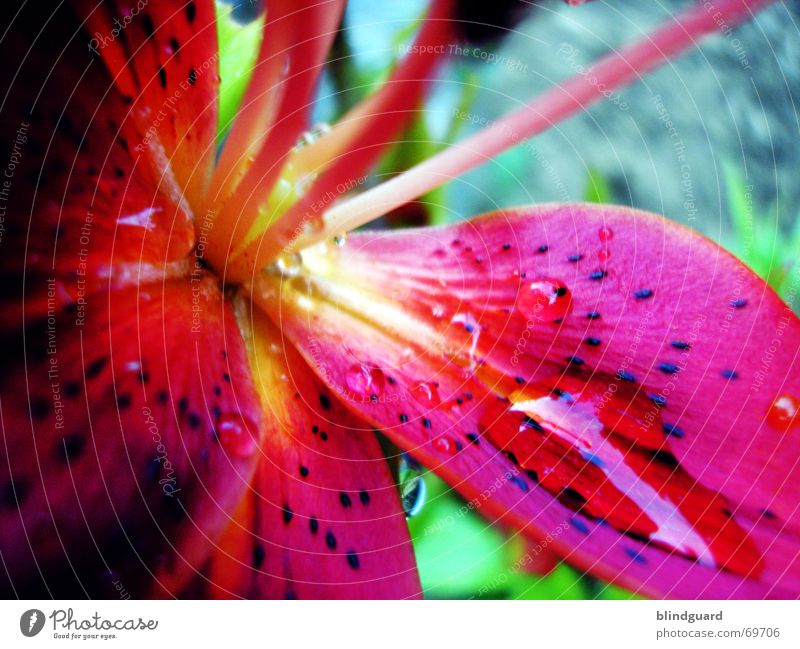 Feuer und Wasser [1] Unschärfe Tiefenschärfe Blume Blüte rot gelb Sommer Erholung Makroaufnahme Kraft strahlend mehrfarbig nass Wassertropfen feucht Regen