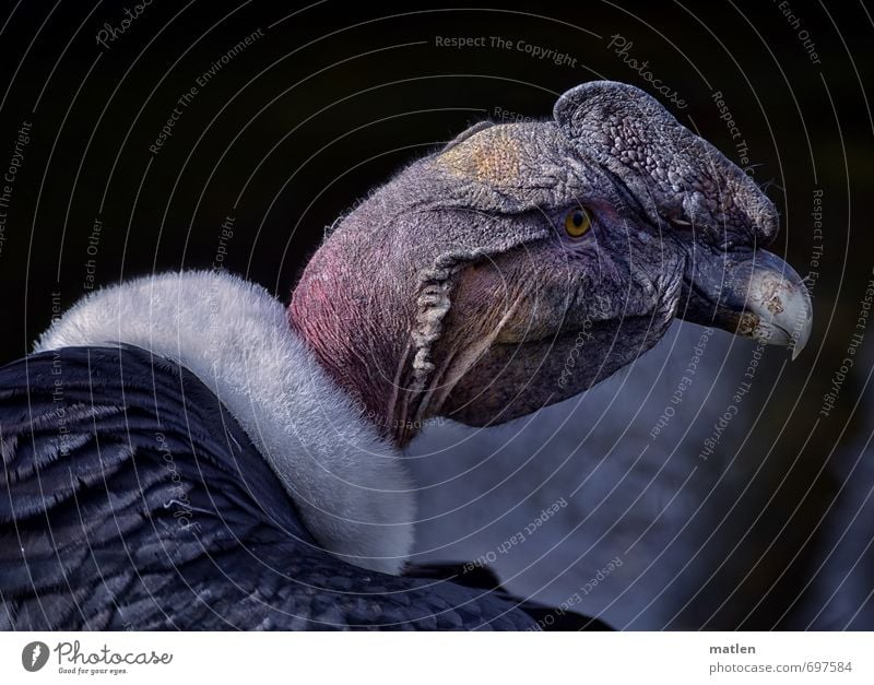 dignified Tier Vogel Tiergesicht 1 grau rosa weiß würdig Geier Kragen Farbfoto Gedeckte Farben Außenaufnahme Menschenleer Tag Porträt Tierporträt Halbprofil