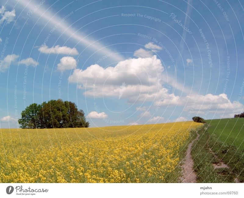 Frühlingstag am Maisfeld Wolken Baum Fußweg Wiese Horizont oelsa lerchenberg