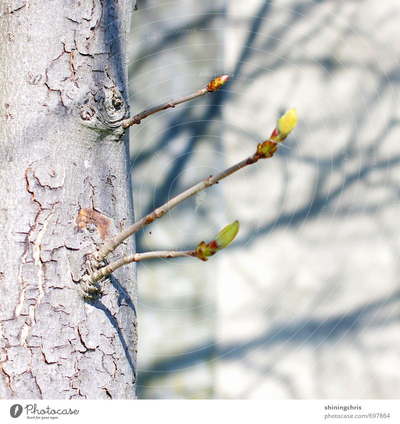 geäst Umwelt Natur Schönes Wetter Baum Blütenknospen Kastanienbaum Garten Mauer Wand Blühend gelb grau grün Schatten Schattenspiel Farbfoto Gedeckte Farben