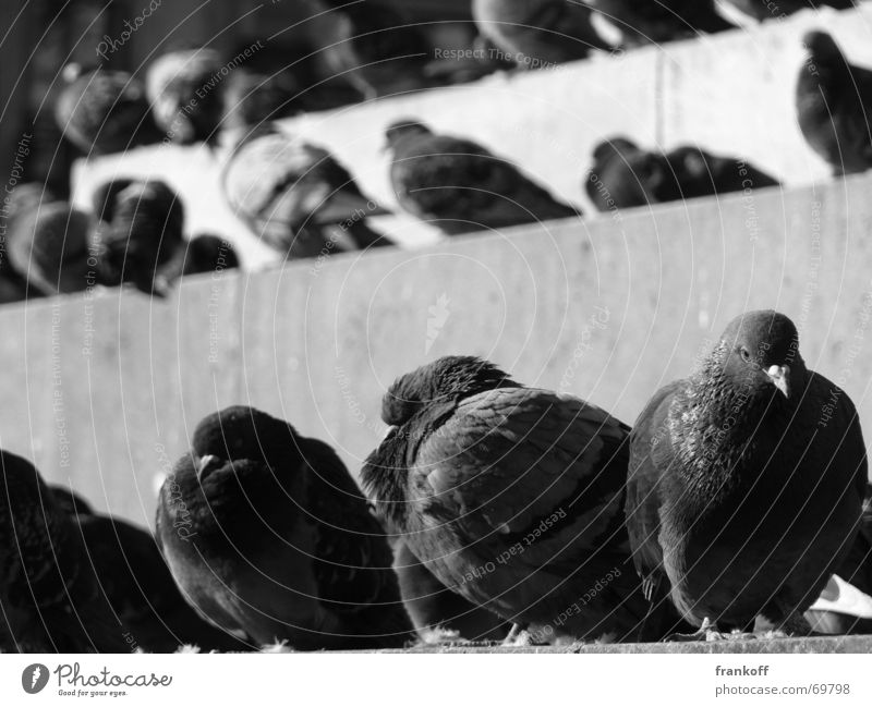 Flugratten Tier Europa Mailand dreckig Taube Vogel Außenaufnahme flugratten Schwarzweißfoto Erholung drecksviecher Treppe unsympathie Makroaufnahme