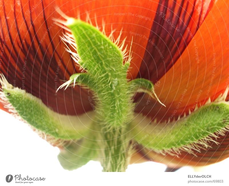 Schau nur, wie der der Mohn scheint! Blüte rot grün stachelig Blume Makroaufnahme Nahaufnahme mohnbrötchen ohne brötchen