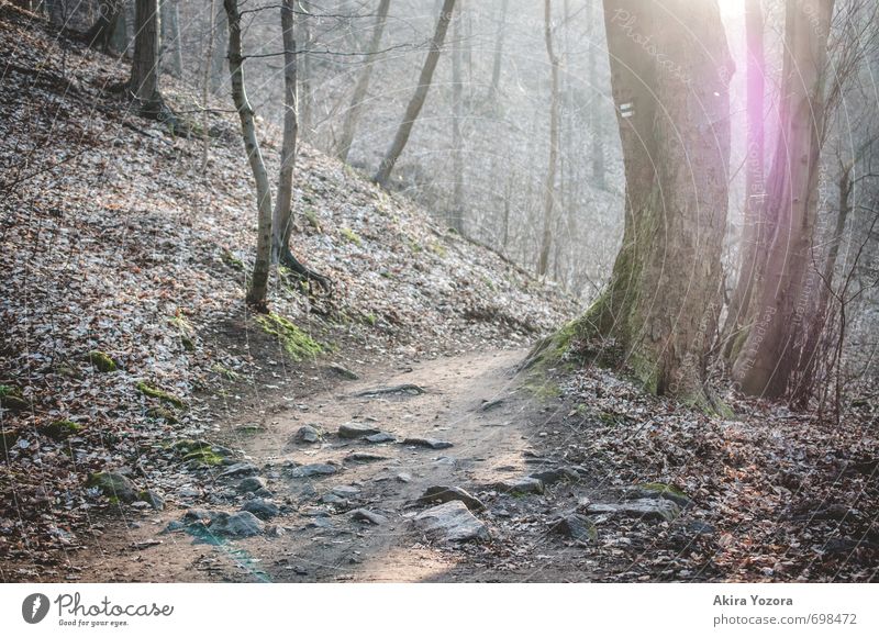 Let the sunshine in. Natur Sonnenlicht Schönes Wetter Baum Moos Wald beobachten berühren Erholung leuchten wandern hell natürlich braun grau grün rosa weiß