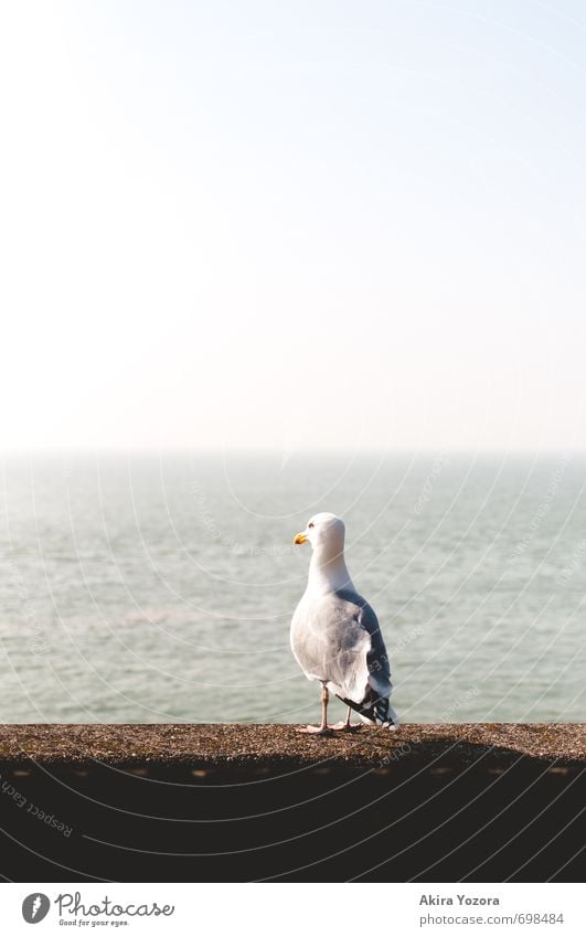 Wohin die Reise geht Natur Wasser Himmel Wolkenloser Himmel Horizont Schönes Wetter Mauer Wand Tier Wildtier Vogel Möve 1 beobachten Denken entdecken blau braun