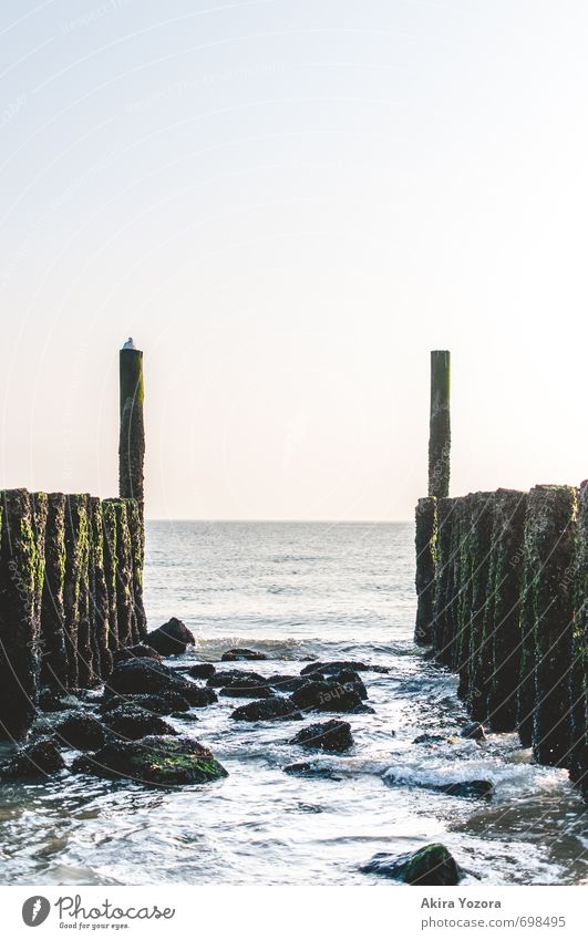 a place to rest Natur Landschaft Wasser Himmel Wolkenloser Himmel Horizont Sonnenaufgang Sonnenuntergang Schönes Wetter Wellen Küste Nordsee Meer Vogel 1 Tier