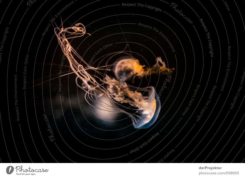 Quallentanz Umwelt Natur Tier Wasser Frühling Nordsee Ostsee Meer 1 ästhetisch sportlich außergewöhnlich hässlich schön kalt nesteln Tentakel Umweltschutz