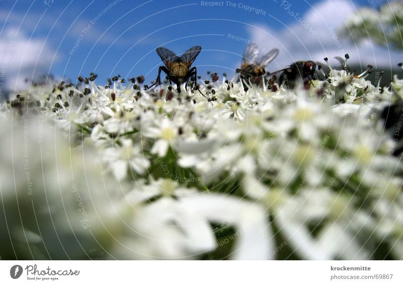 blütenbesuch Blüte Insekt Sommer Sammlung Blume bestäuben Pflanze rechnen Fliege