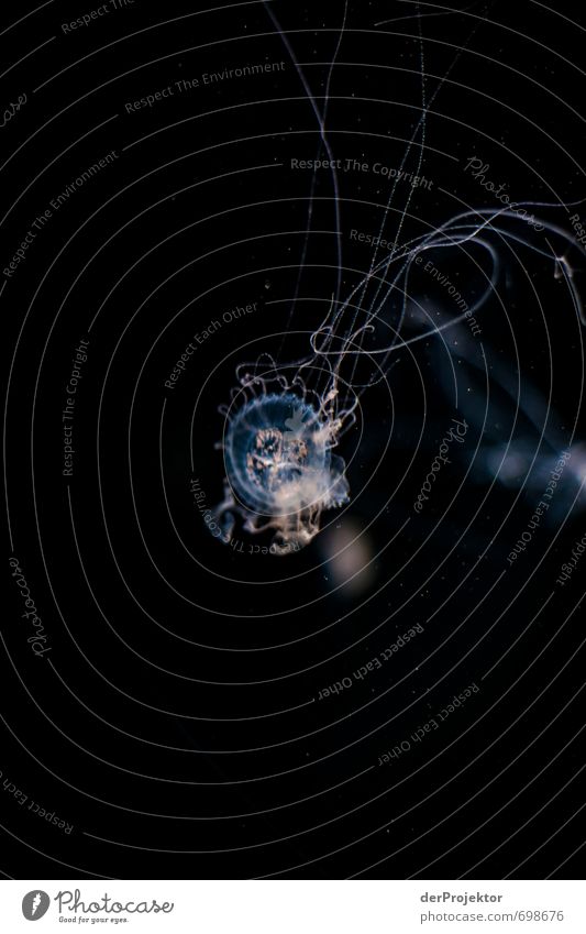 Qualle frontal Natur Tier Nordsee Ostsee Meer 1 Schwimmen & Baden tauchen Gefühle Tentakel Umweltschutz Nationalpark schwarz rosa blau Lebewesen Meerestier