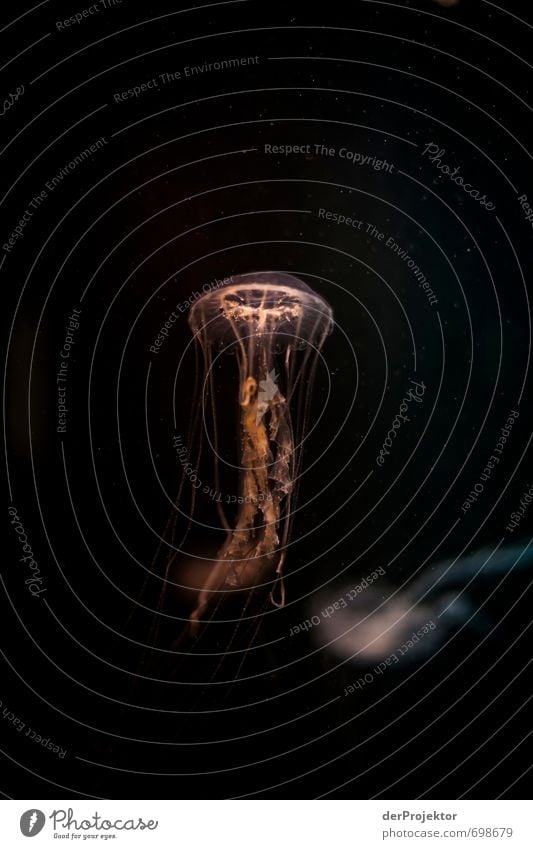 Formschöne Designerlampe *Qualle* Natur Urelemente Klima Klimawandel Nordsee Ostsee Meer Tier 1 ästhetisch sportlich authentisch außergewöhnlich bedrohlich