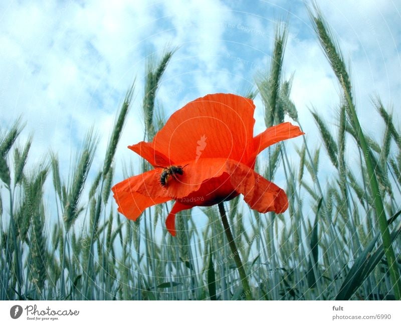 Mohn mit Biene Feld Weizen Himmel