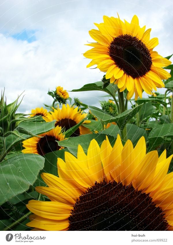 sonnenblumenzusammenschluss Blume Sonnenblume schön Physik mehrere Wolken grün gelb Biene Futter lecker Glückwünsche aufmachen offen Blüte braun rund fein zart