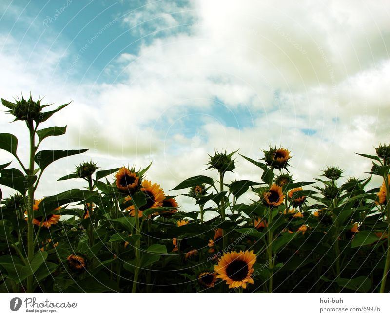 familienfreude Sonnenblume Blume Pflanze Wolken grün Blattgrün gelb braun Futter Fressen Staubfäden Biene Blüte Lebewesen Umwelt ökologisch Sommer Frühling