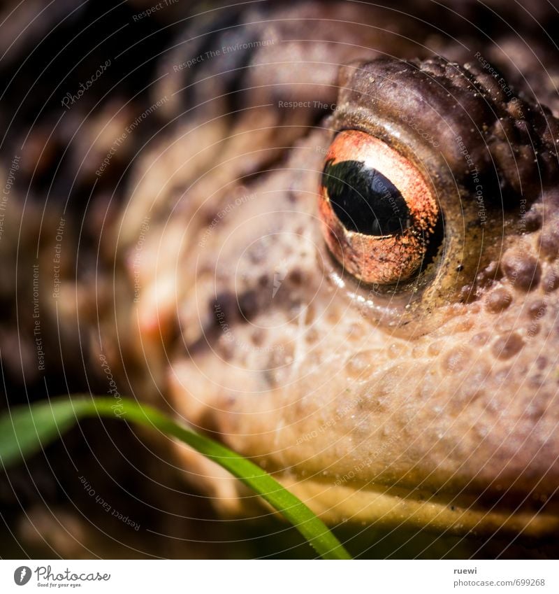 Küss! Mich! Garten Umwelt Natur Tier Frühling Sommer Klima Halm Wildtier Frosch Unke Kröte Tiergesicht Auge Maul Tierhaut 1 beobachten Küssen Blick dick