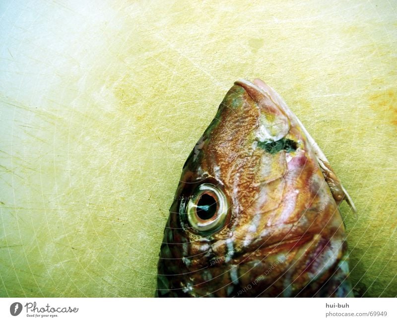 fischkopp Futter gefangen Meer See atmen bewegungslos rot glänzend fischig schleimig Fischer Ernährung fish Auge eye Tod dead Holzbrett kiehmen blau Mund Gebiss