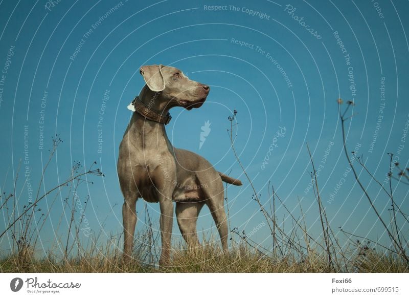 wann kommt er denn endlich... Natur Himmel Sommer Schönes Wetter Sträucher Wildpflanze Feld Haustier Hund 1 Tier Erholung Jagd laufen Spielen wandern Glück