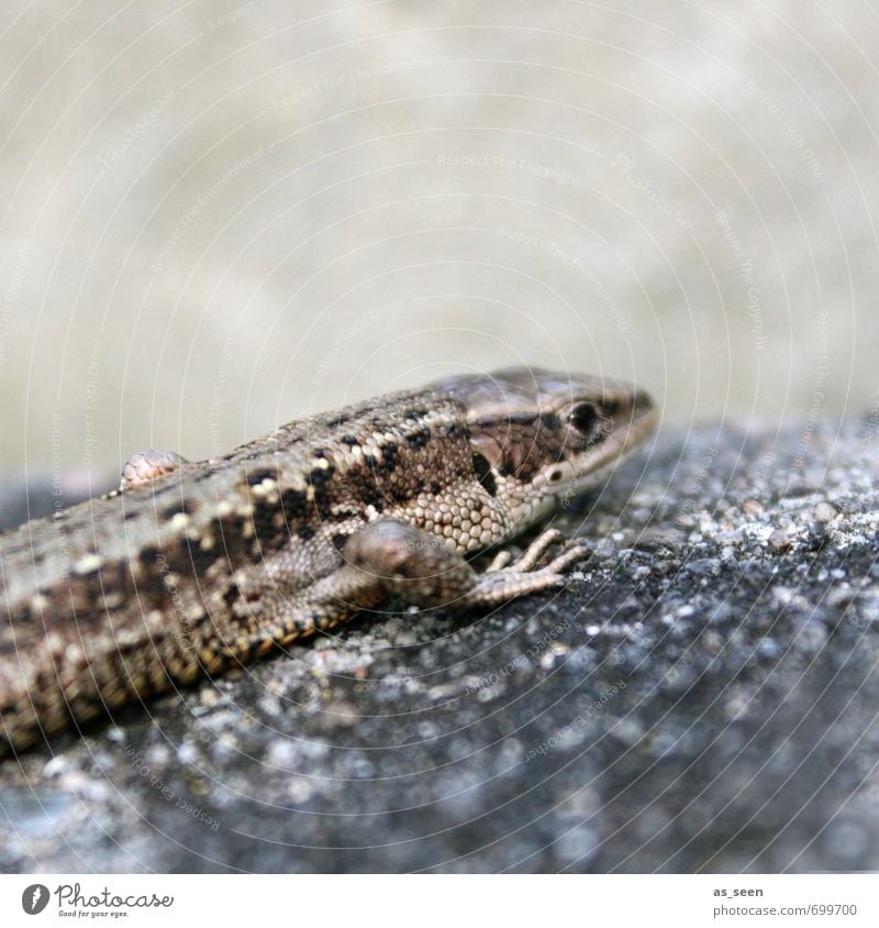 Zauneidechse Umwelt Natur Tier Frühling Sommer Klima Wildtier Tiergesicht Schuppen Krallen Zoo Aquarium Echte Eidechsen 1 Stein berühren Bewegung hocken