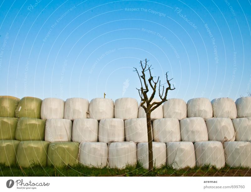 Ordnungsliebe Natur Himmel Wolkenloser Himmel Frühling Schönes Wetter Baum blau grau Ernte Heu Heuballen Plastikhülle Landwirtschaft Farbfoto mehrfarbig