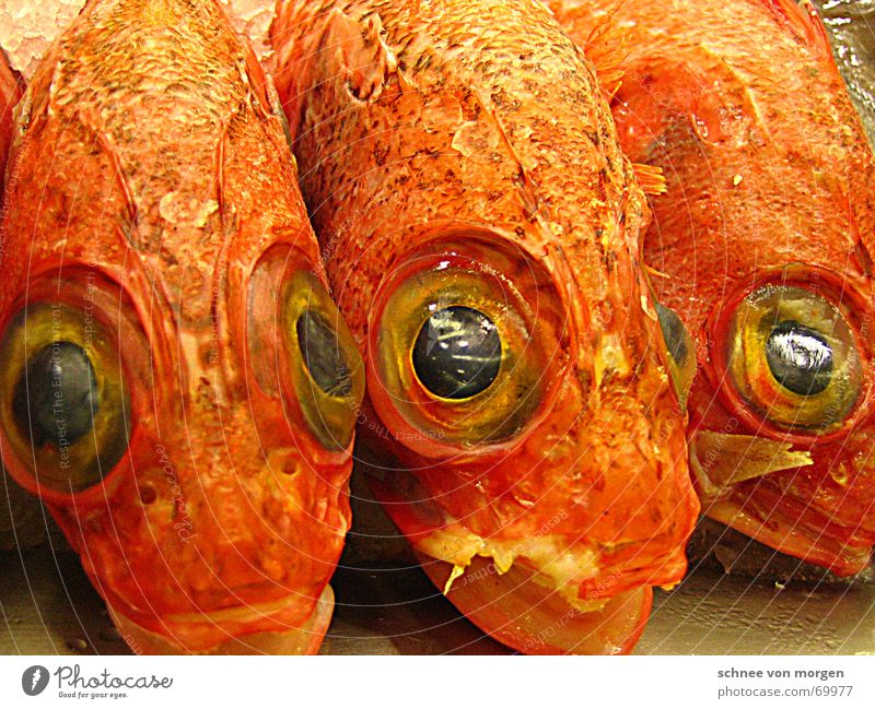 Aufmerksame Augen Meeresfrüchte Fischmarkt Baskenland Bilbao Blick Spanien Glätte frisch stumm Wachsamkeit Ferien & Urlaub & Reisen Europa Küste Wasserfahrzeug