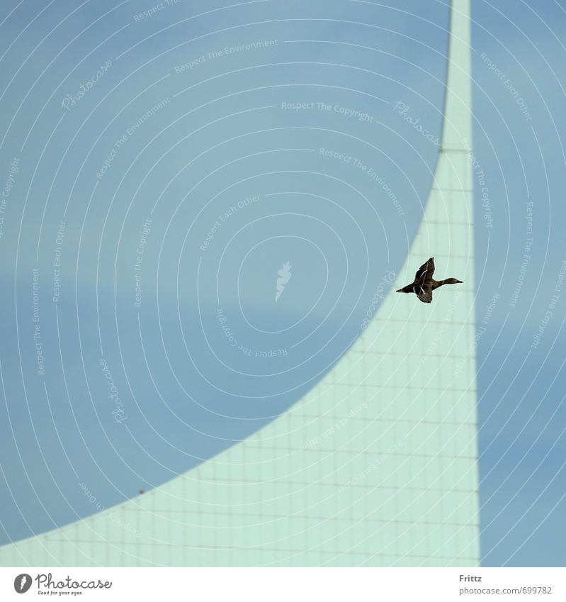 Logo Natur Himmel Gebäude Architektur Tier Wildtier Vogel Flügel Ente 1 fliegen oben blau braun weiß Ente im Flug Farbfoto Außenaufnahme Textfreiraum links