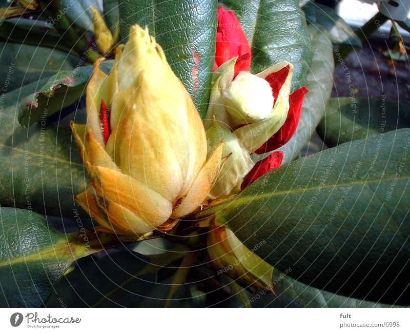 Blüte Pflanze frisch Fröhlichkeit