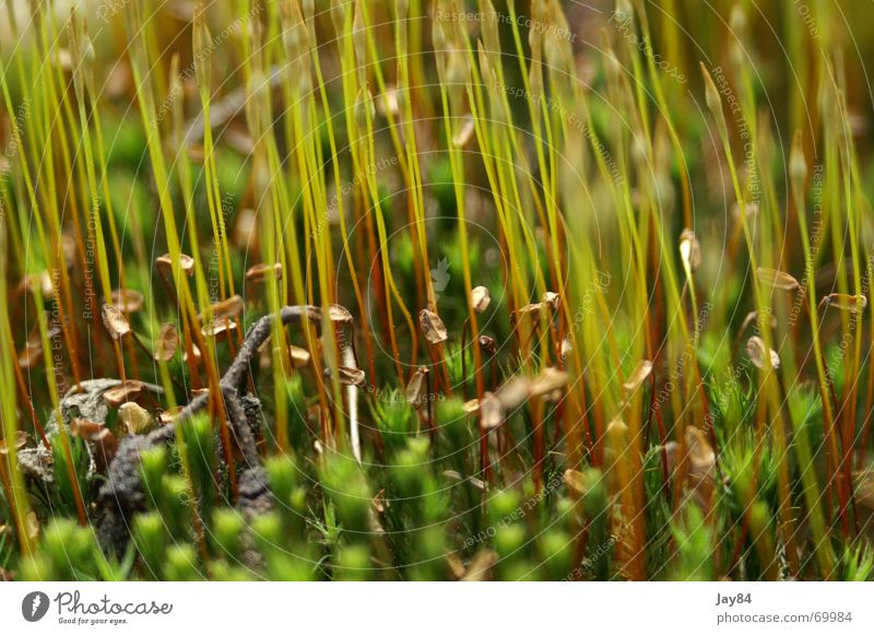 Mooswald Wiese Kräuter & Gewürze Natur flache schärfeebene tiefenunschärfe Detailaufnahme