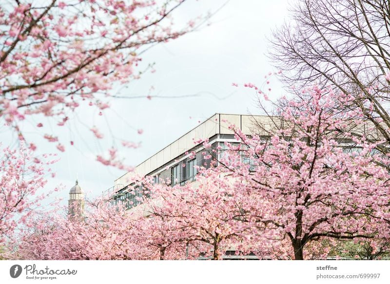 Kirchblüte Frühling Schönes Wetter Baum ästhetisch Kitsch schön Zierkirsche Blühend Blüte Kirschblüten Farbfoto mehrfarbig Außenaufnahme