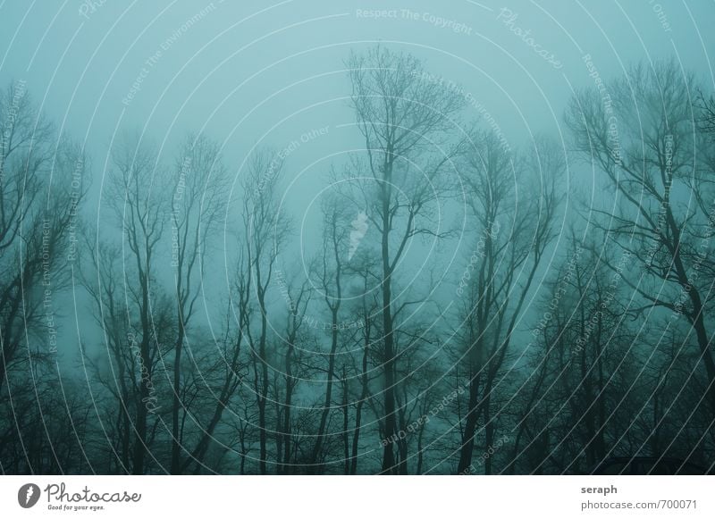 Zauberwald Wald Unwetter abandoned Nebel Baumstamm Baumrinde Ast Buchsbaum Regen Wolken Wind Einsamkeit Gewitter Dämmerung Sturm Spuk Geister u. Gespenster