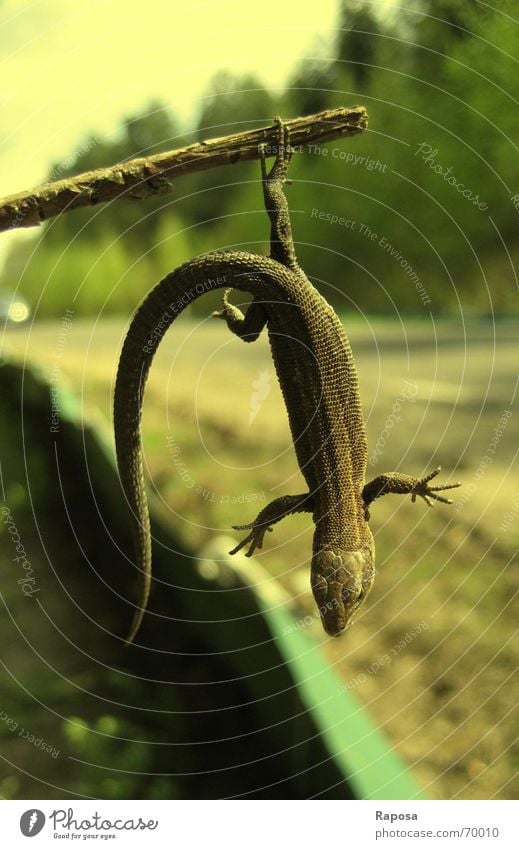 Egon, die Echse ... Baum Stock hängen Echte Eidechsen Echsen Waldeidechse Reptil gelb retten Natur Straße Erde krötenwanderungszaun schuppenkriechtiere Erholung