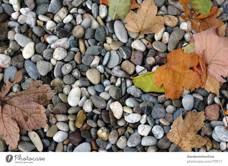 Herbst Blatt Kieselsteine Baum Ahorn Stein Bodenbelag