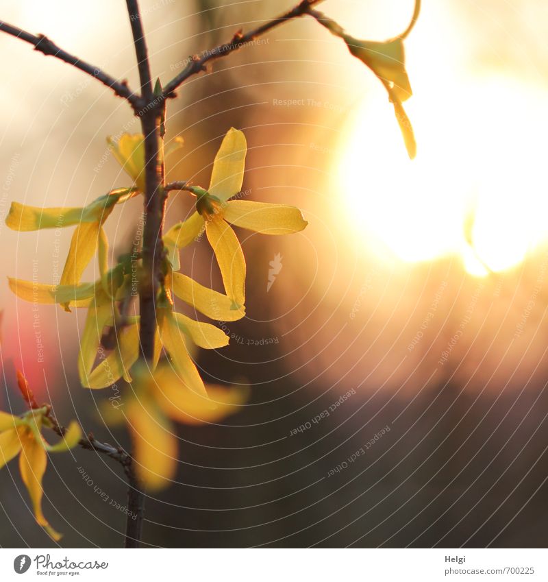 Frühlingsabend II Umwelt Natur Pflanze Schönes Wetter Sträucher Blüte Forsythienblüte Zweig Garten Blühend leuchten Wachstum schön natürlich braun gelb Stimmung