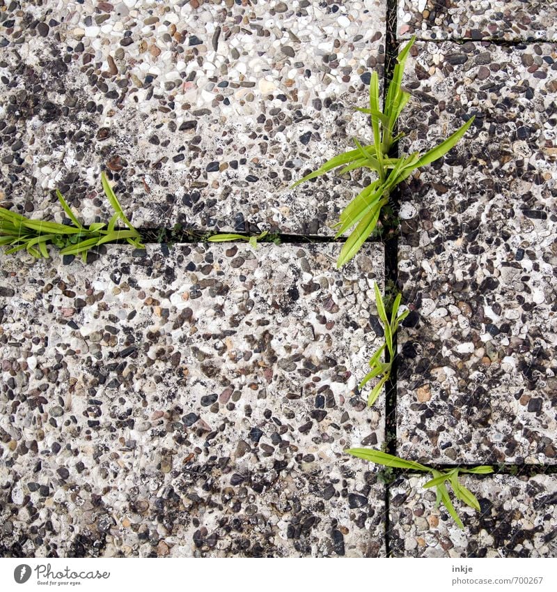 Frühlingsboten auf Umwegen Natur Pflanze Blume Gras Blatt Lilien Garten Menschenleer Terrasse Beton Linie Wachstum klein natürlich stark unten Stadt wild