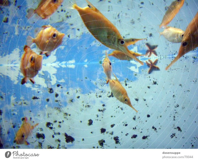 Fishpond Flush Aquarium See Teich zyan durchsichtig Goldfisch Hintergrundbild nass beruhigend tauchen unten Glätte langsam Meer Fisch Wasser Klarheit blau gold