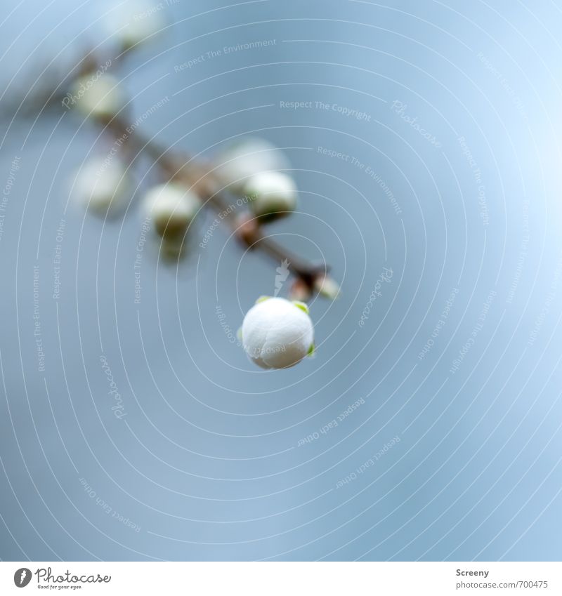 Soon... Natur Pflanze Frühling Sträucher Blütenknospen Park Wald Blühend Duft Wachstum ästhetisch elegant frisch blau braun grau weiß Frühlingsgefühle