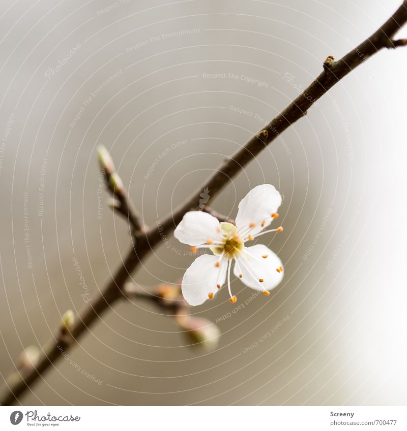 Einzelkämpfer Natur Pflanze Frühling Sträucher Blüte Blütenknospen Park Wald Blühend Duft Wachstum elegant braun weiß Stimmung Gelassenheit geduldig ruhig