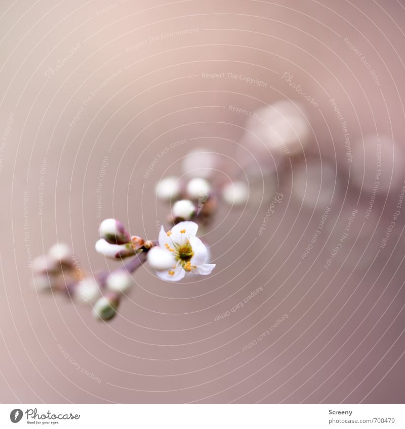 Aufblühender Frühling Natur Pflanze Blüte Blütenknospen Zweige u. Äste Kirschblüten Park Wald Blühend Wachstum ästhetisch Duft frisch braun rosa weiß Stimmung