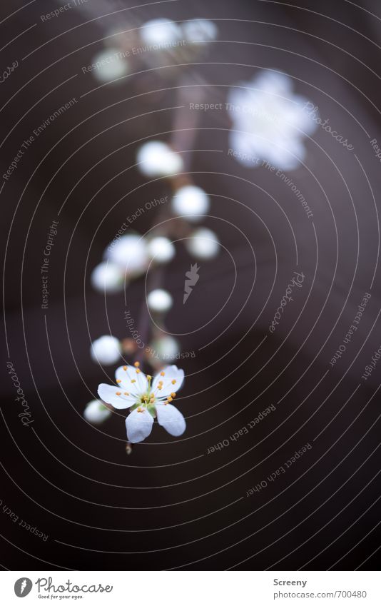 Nach Vorn... Natur Pflanze Frühling Blume Blüte Blütenknospen Park Wald Blühend Duft Wachstum ästhetisch braun weiß Stolz eitel Farbfoto Makroaufnahme