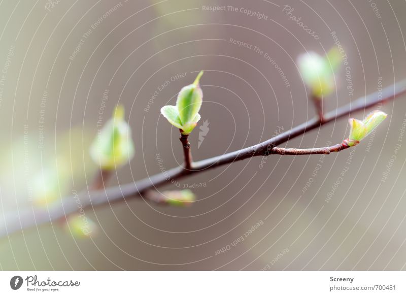 Stück für Stück Natur Pflanze Frühling Blatt Ast Blütenknospen Wachstum natürlich braun grün Erfolg Kraft Gelassenheit geduldig ruhig Entschlossenheit Farbfoto