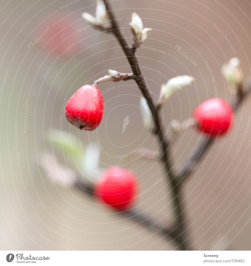 Reste... Natur Pflanze Frühling Herbst Sträucher Frucht Park Wald Wachstum braun rot glänzend klein Farbfoto Außenaufnahme Makroaufnahme Menschenleer Tag Licht