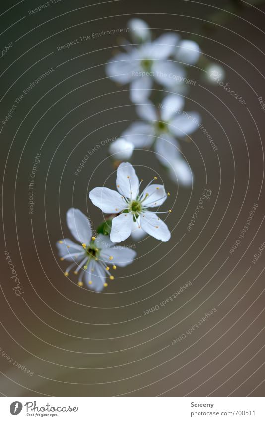 Abhängen Natur Pflanze Frühling Sträucher Blüte Blütenknospen Park Wald Blühend Duft Wachstum ästhetisch elegant natürlich schön braun grün weiß