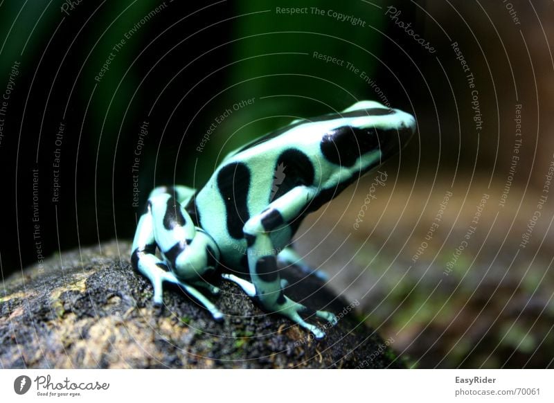 Auf dem Sprung Pfeilgiftfrosch Zoo springen Frosch dendrobatida Baumsteiger Frosch Zürich Urwald