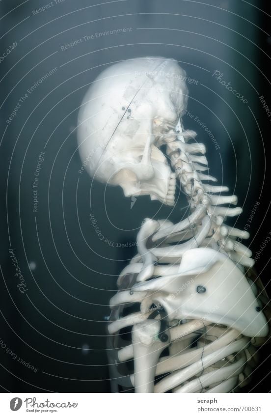 Skelett Gesundheitswesen bone Schädel Anatomie Medizintechnik Praxis Mensch Tod Halloween Körper Kopf Entsetzen Gelenk Stachel Brust Rippen Psychische Störung