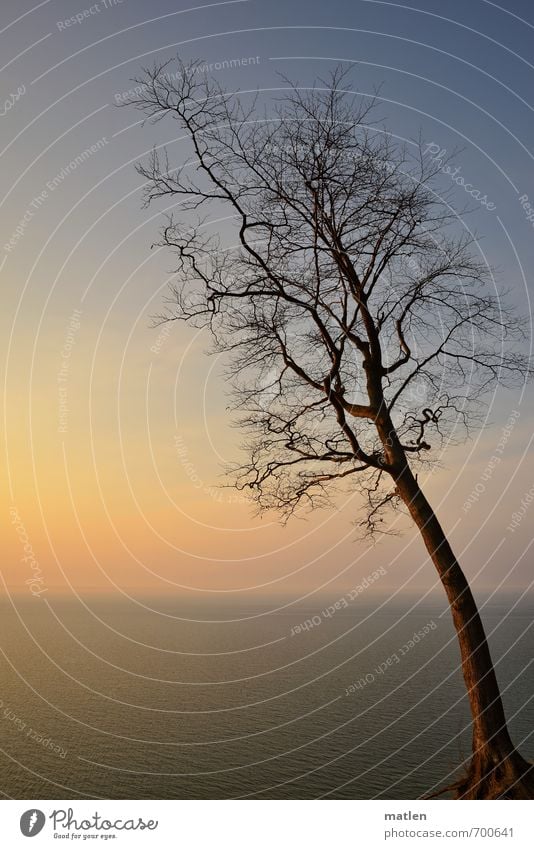 sportlich I Flugschüler Natur Landschaft Pflanze Wasser Himmel Wolken Horizont Sonnenaufgang Sonnenuntergang Frühling Wetter Schönes Wetter Baum Küste Meer blau