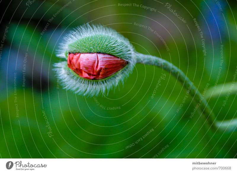 Eine Knospe öffnet sich Garten Natur Pflanze Sommer Blume Blüte Nutzpflanze Wildpflanze ästhetisch authentisch natürlich schön grün rot Stimmung