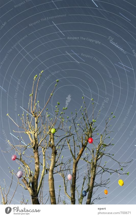 O Stern Nachthimmel Frühling Pflanze Sträucher Osterei Schmuck Dekoration & Verzierung Ostern frei Fröhlichkeit Unendlichkeit Beginn Bewegung Ewigkeit