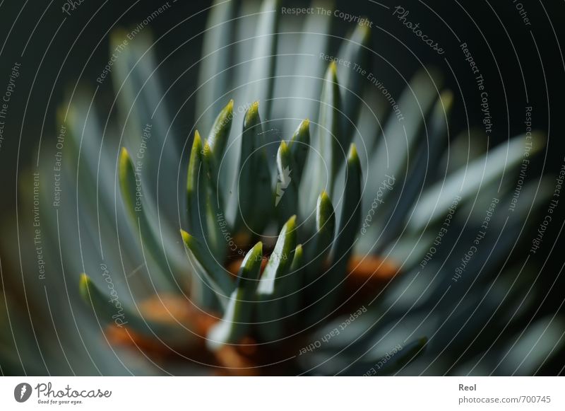 Tannennadel 2 Umwelt Natur Pflanze Frühling Sommer Herbst Winter Schönes Wetter Baum Blatt Grünpflanze Wildpflanze Tannennadelspitze Wald braun mehrfarbig gelb